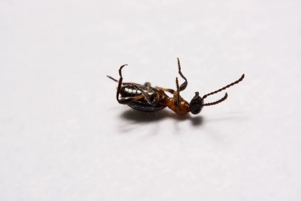 Karınca (Formica rufa) fotoğraf karıncalar üzerinde beyaz bir arka plan — Stok fotoğraf
