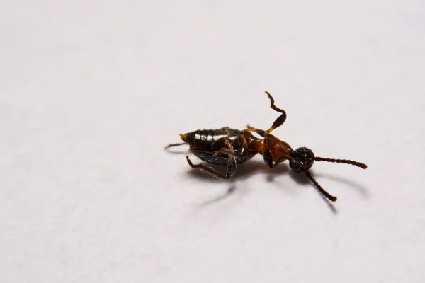 Ant (Formica rufa)  photo ants on a White background — Stock Photo, Image