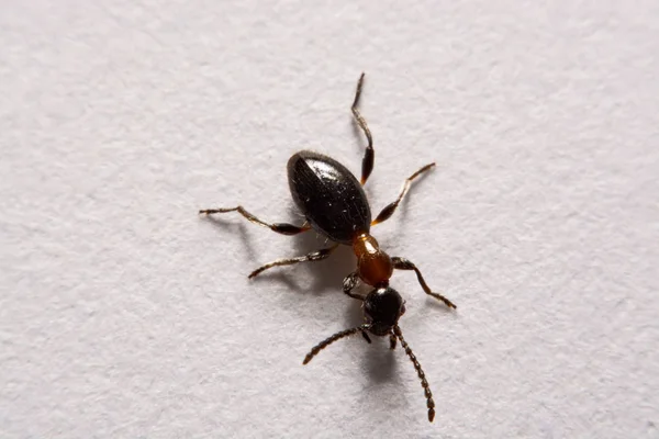 Hangya (Formica rufa) fénykép hangyák egy fehér háttér — Stock Fotó