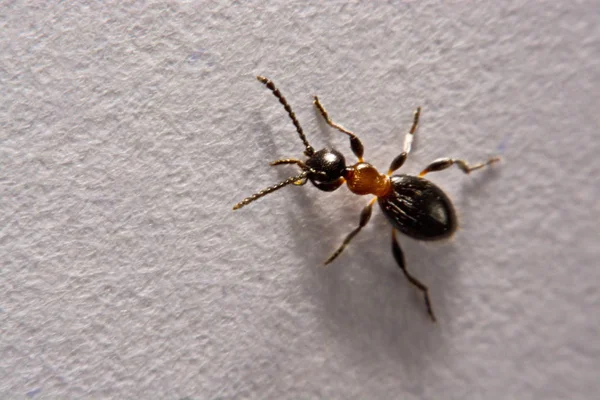 Fourmi (Formica rufa) photo fourmis sur un fond blanc — Photo