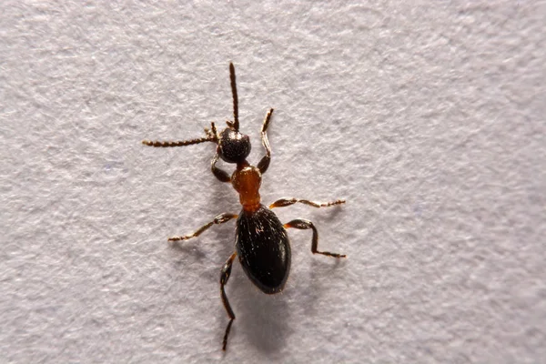 Hangya (Formica rufa) fénykép hangyák egy fehér háttér — Stock Fotó