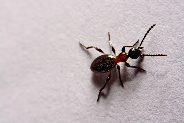 Hormiga (Formica rufa) foto hormigas sobre fondo blanco —  Fotos de Stock