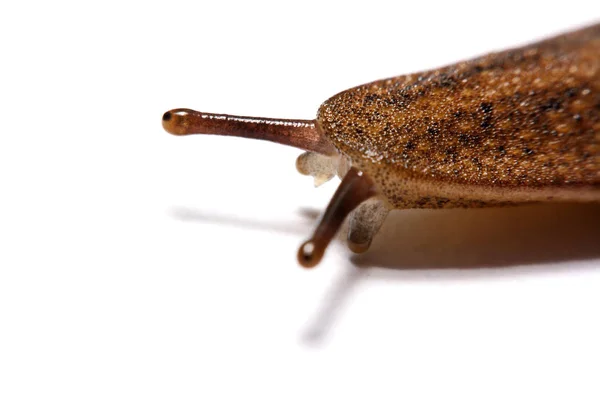 Zorra (babosa terrestre) aislada sobre fondo blanco . — Foto de Stock