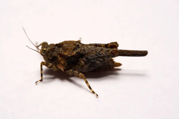 Macro / Primer plano de Grasshopper sobre una superficie de respaldo blanca . — Foto de Stock