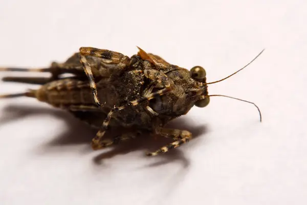 Makro- / Nahaufnahme der Heuschrecke auf einer weißen Unterlage. — Stockfoto