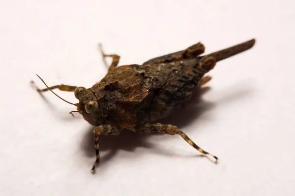 Macro / Primer plano de Grasshopper sobre una superficie de respaldo blanca . — Foto de Stock