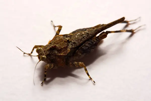 Macro / Primer plano de Grasshopper sobre una superficie de respaldo blanca . — Foto de Stock