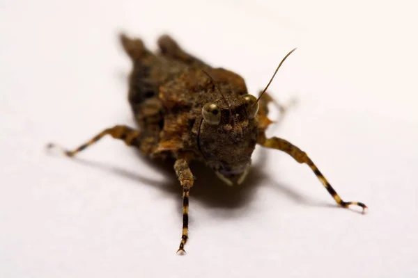 Macro / Close-up of Grasshopper on a white backing surface. — Stock Photo, Image