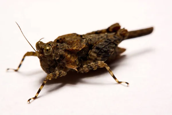 Macro / Primer plano de Grasshopper sobre una superficie de respaldo blanca . —  Fotos de Stock