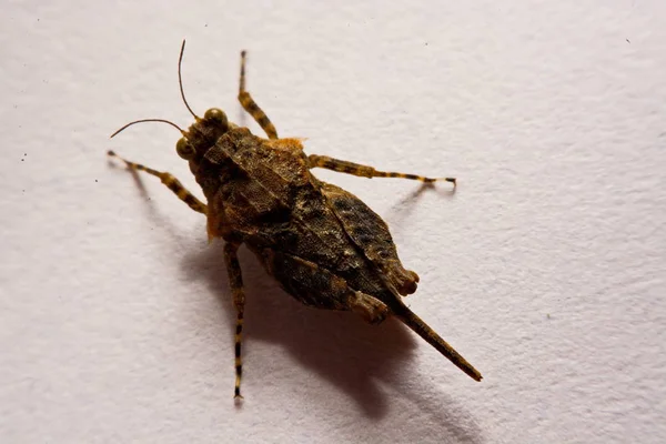 Makro / çekirge yakın çekim bir beyaz yüzey yedekleme.