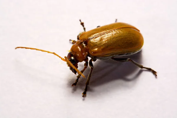 Makro / szczegół owad chrząszcz czerwony na białym tle gliny — Zdjęcie stockowe