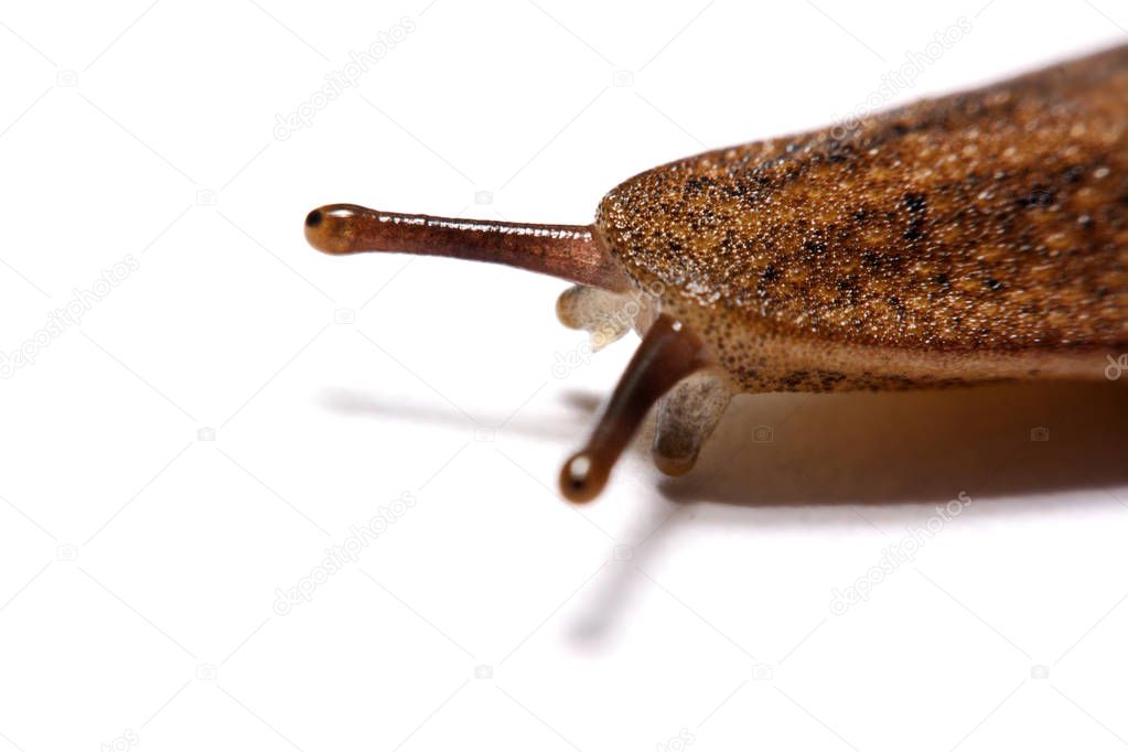 Slug (land slug) isolated on white background.