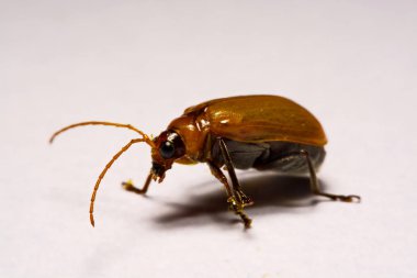 Makro / yakın çekim böcek kırmızı beetle beyaz arka plan kil