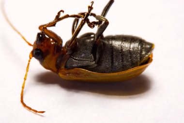 Makro / yakın çekim böcek kırmızı beetle beyaz arka plan kil