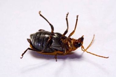 Makro / yakın çekim böcek kırmızı beetle beyaz arka plan kil
