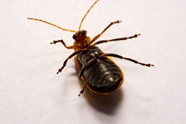 Makro / yakın çekim böcek kırmızı beetle beyaz arka plan kil