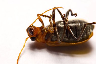 Makro / yakın çekim böcek kırmızı beetle beyaz arka plan kil