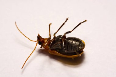 Makro / yakın çekim böcek kırmızı beetle beyaz arka plan kil