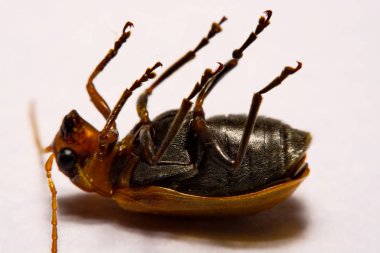 Makro / yakın çekim böcek kırmızı beetle beyaz arka plan kil