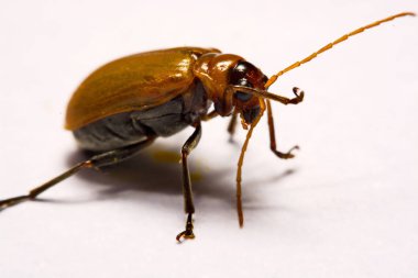 Makro / yakın çekim böcek kırmızı beetle beyaz arka plan kil