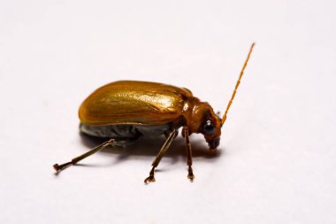 Makro / yakın çekim böcek kırmızı beetle beyaz arka plan kil