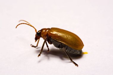 Makro / yakın çekim böcek kırmızı beetle beyaz arka plan kil