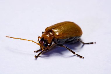 Makro / yakın çekim böcek kırmızı beetle beyaz arka plan kil
