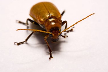 Makro / yakın çekim böcek kırmızı beetle beyaz arka plan kil