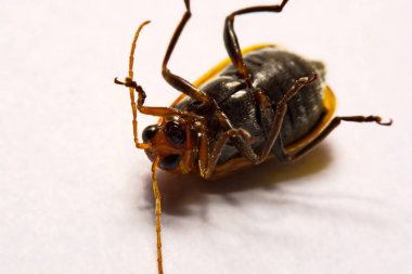 Makro / yakın çekim böcek kırmızı beetle beyaz arka plan kil