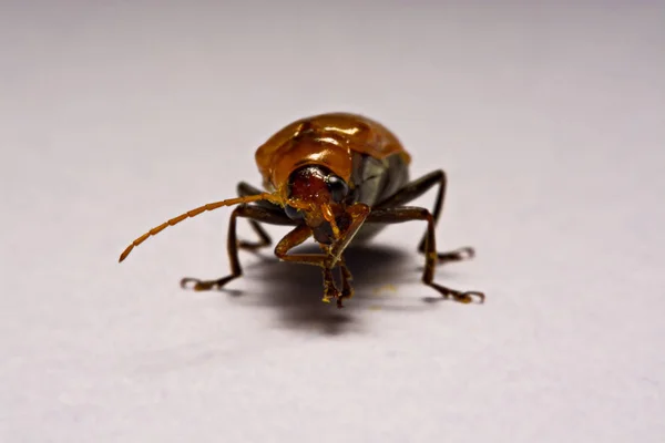 Макро / крупним планом комаха червоний жук на білому тлі глини — стокове фото