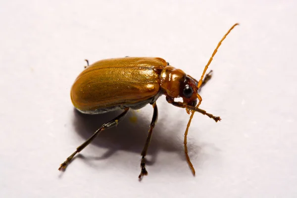 Makro / yakın çekim böcek kırmızı beetle beyaz arka plan kil — Stok fotoğraf