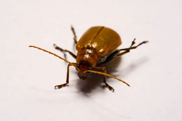 Macro / gros plan insecte scarabée rouge sur fond blanc argile — Photo