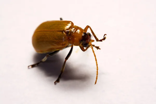 Macro / gros plan insecte scarabée rouge sur fond blanc argile — Photo