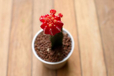 Kırmızı Gymnocalycium kaktüs kaktüs çiçek kaktüs Garden tencerede 