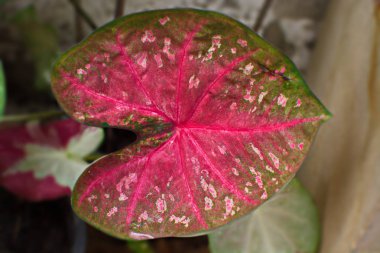 Caladium bicolor bitki bahçesinde kapatın