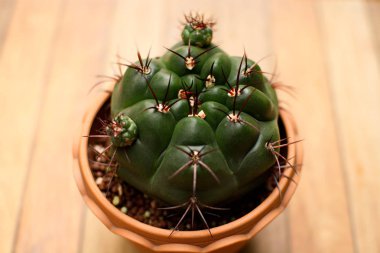 Bir pişmiş toprak tencerede Gymnocalycium kaktüs