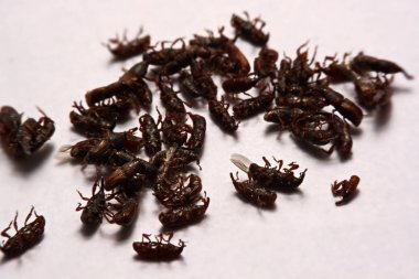 Yetişkin pirinç w izole weevils (Sitophilus oryzae), yakın çekim
