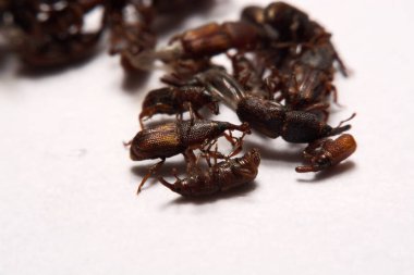 Yetişkin pirinç w izole weevils (Sitophilus oryzae), yakın çekim