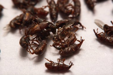 Yetişkin pirinç w izole weevils (Sitophilus oryzae), yakın çekim