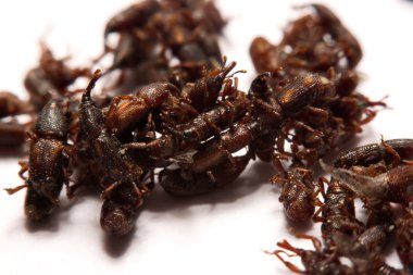 Yetişkin pirinç w izole weevils (Sitophilus oryzae), yakın çekim