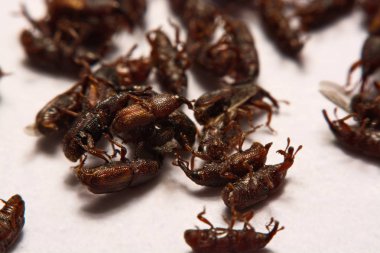 Yetişkin pirinç w izole weevils (Sitophilus oryzae), yakın çekim