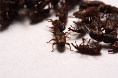 Yetişkin pirinç w izole weevils (Sitophilus oryzae), yakın çekim