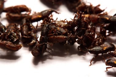 Yetişkin pirinç w izole weevils (Sitophilus oryzae), yakın çekim