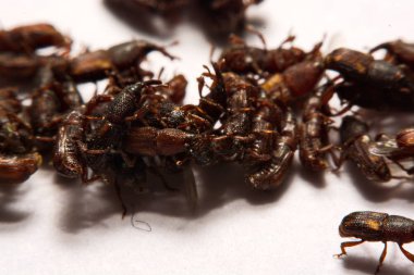 Yetişkin pirinç w izole weevils (Sitophilus oryzae), yakın çekim