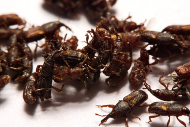 Yetişkin pirinç w izole weevils (Sitophilus oryzae), yakın çekim