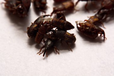 Yetişkin pirinç w izole weevils (Sitophilus oryzae), yakın çekim