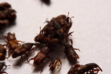 Yetişkin pirinç w izole weevils (Sitophilus oryzae), yakın çekim