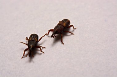 Yetişkin pirinç w izole weevils (Sitophilus oryzae), yakın çekim