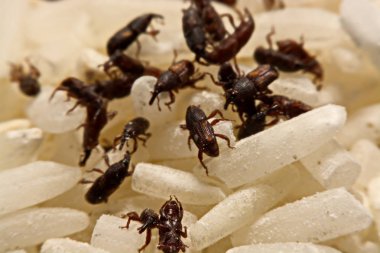 Yetişkin pirinç buğday (Sitophilus oryzae) pirinç tahıl üzerinde yakın çekim