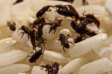 Yetişkin pirinç buğday (Sitophilus oryzae) pirinç tahıl üzerinde yakın çekim